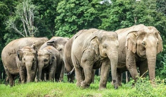 Strange six female elephants crazy in love abscond with the elephant, search is on