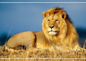 दो शेर ट्रेन की चपेट में आने से फिर बाल-बाल बचे