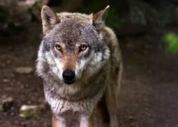 जुटा पूरा अमला, भेड़िए ने फिर भी किया हमला