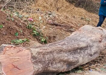 महुआ पेड़ कटान को लेकर ग्राम प्रधान सहित छह पर मामला दर्ज