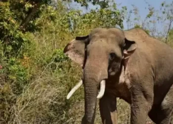 घाट सेक्शन में खाई में गिरने से हथिनी की मौत