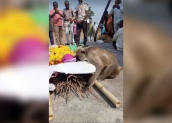 चमत्कार या संयोग, लंगूर ने किए बुजुर्ग महिला के अंतिम दर्शन, श्मशान तक गया साथ