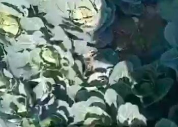 पछुवा हवाएं चलने से गिरा तापमान, किसानों के खिले चेहरे