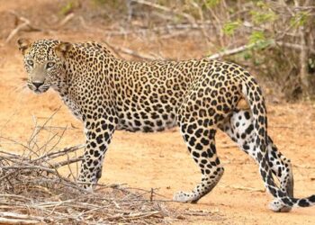 बहराइच में तेंदुए को मारने हथियारों से लैस ग्रामीण जुटे, तीन पर हमलाकर हुआ फरार