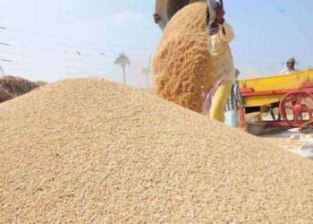 17 मार्च से यूपी सरकार करेगी गेहूं की खरीद, 48 घंटे के अंदर होगा भुगतान 