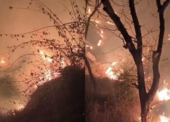 माउंट आबू के जंगलों में फिर लगी भीषण आग 300 भालुओं पर मंडराया खतरा, दिखा आग का विकराल रूप