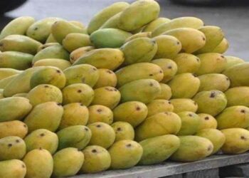 लखनऊ के दशहरी आम की वैश्विक स्तर पर होगी ब्रांडिंग, एडवांस में बुक होगा एयर स्पेस