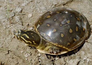 एसटीएफ ने कछुआ तस्कर को दबोचा, 102 कछुए बरामद