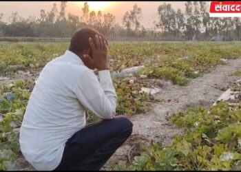 खराब बीज से बर्बाद हुई खरबूजा-तरबूज की फसल, 40 से अधिक किसान हुए प्रभावित