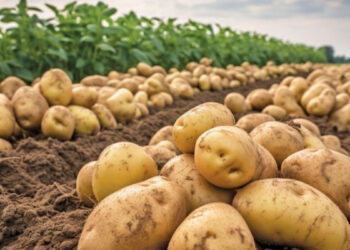 भारत और पेरू के बीच आलू उत्पादन को बढ़ावा देने के लिए ऐतिहासिक समझौता