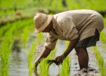 डब्ल्यूडीसी-पीएमकेएसवाई 2.0 योजना तकनीकी खामी में उलझी, 35 जिलों की 52 परियोजनाओं पर संकट