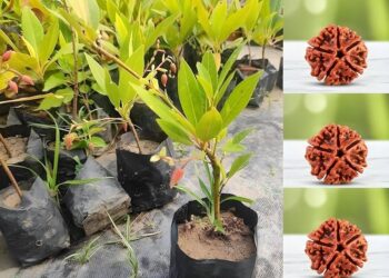 पौधे हमारे जीवन का आधार हैं – संजय सिंह