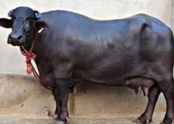 अंतर्जनपदीय पशु चोरी गैंग का पर्दाफाश, गैंगस्टर एक्ट में कार्रवाई