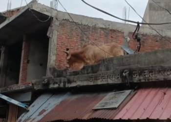 सोने-चांदी की दुकान के छत पर पहुंच गया सांड़, मची अफरातफरी