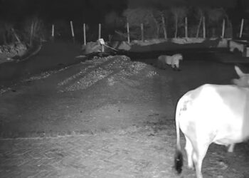 गोंदलामऊ के ग्राम बैशौली में बीते पंद्रह दिनों से तेंदुए की दहशत, दो बछड़ों को बना चुका है शिकार