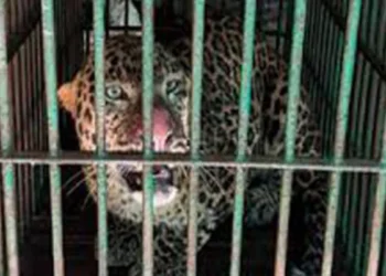 सीतापुर में पकड़ा गया तेंदुआ… एक महीने से था गाँव में खौफ, वन विभाग ने सीसी कैमरे के जरिये जाल में फसाया