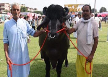 विधायक भैंसा काजू बादाम के साथ रोज उड़ा रहा दस लीटर दूध