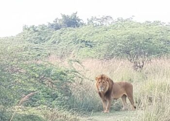 देवा रेंज में एआई से बनी बब्बर शेर की फोटो वायरल