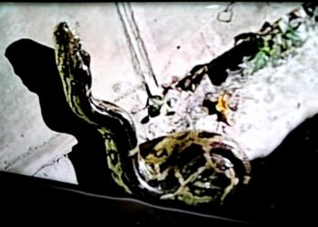 लखनऊ के बटलर पैलेस कॉलोनी में वॉकिंग-ट्रैक पर मिला अजगर