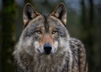 बहराइच में एक और भेड़िया हुआ ढेर, लेकिन दहशत अब भी बरकरार