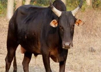 आवारा सांड का कहर: किसान के बेटे की मौत, गांव में दहशत