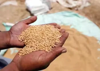 जिले में गेहूं खरीद शुरू, लेकिन क्रय केंद्रों पर सन्नाटा