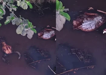 ईद के दिन गौकशी, नाले में अवशेष मिलने से हिंदू संगठनों में भारी आक्रोश