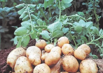 आलू किसानों को राहत, दस जिलों में खुलेंगे क्रय केंद्र, लखनऊ-फर्रुखाबाद में खरीद शुरू