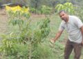 एक बार निवेश, कई सालों तक कमाईः आम की बागवानी ने बदली धर्मेंद्र सिंह की किस्मत, कमा रहे लाखों रुपये